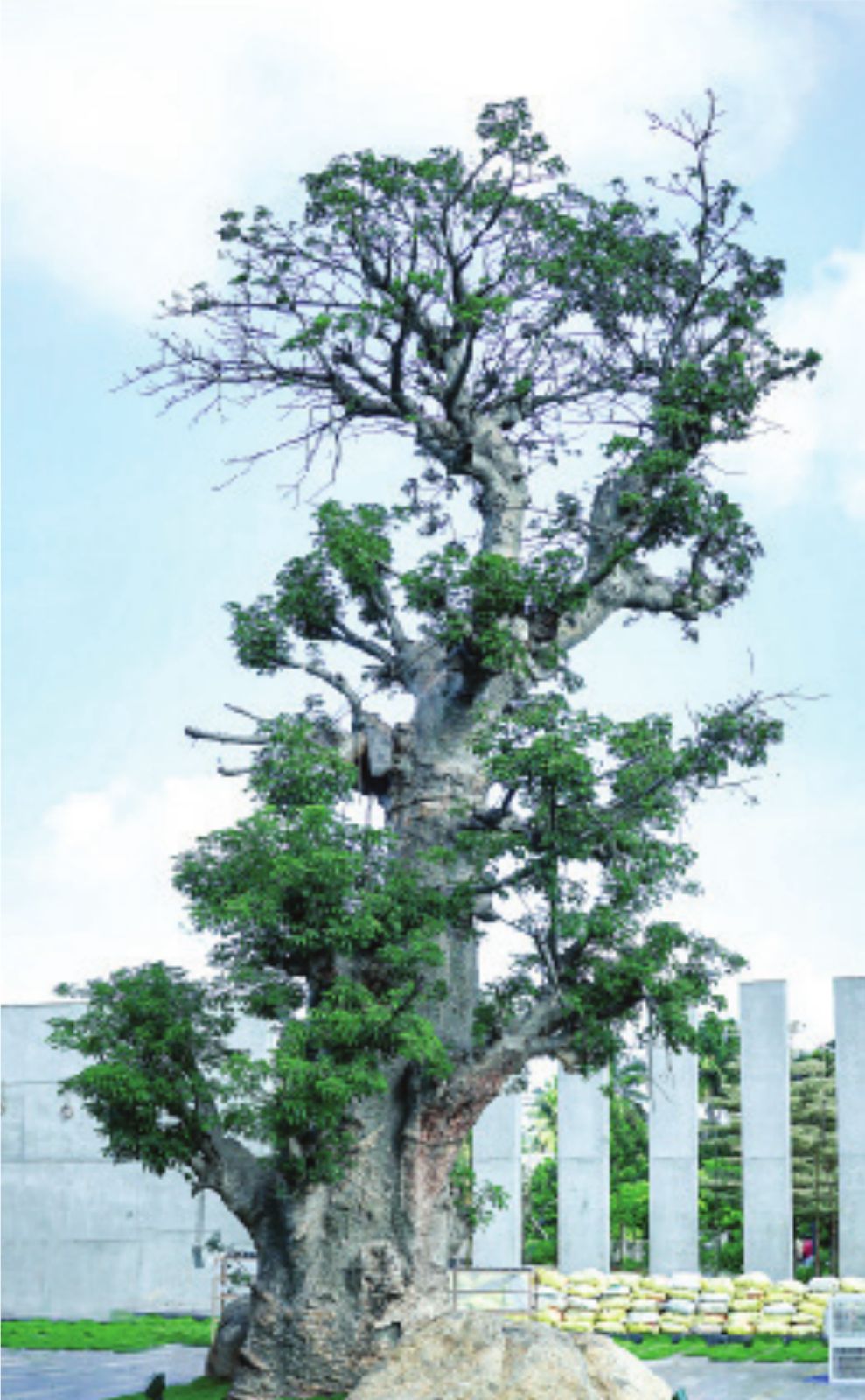 The 600-year-old Kalpavriksham tree on the Emerald campus